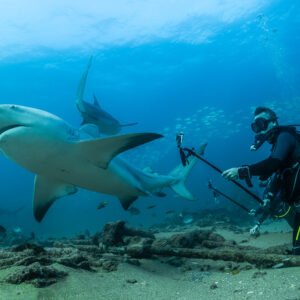 Bull shark brushing past a diver with a camera pole on the bottom, Cabo Pulmo, Baja California Sur, Mexico