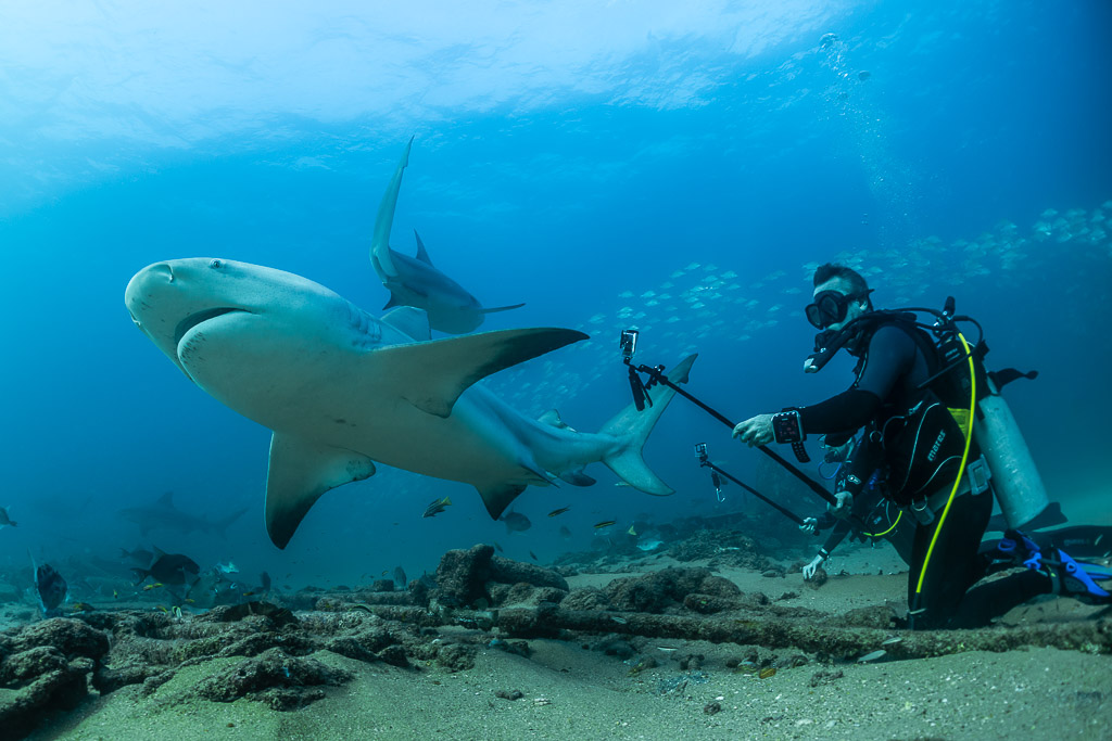 Bull shark brushing past a diver with a camera pole on the bottom, Cabo Pulmo, Baja California Sur, Mexico