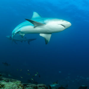 Bull shark seen from below swimming in open blue water, Cabo Pulmo, Baja California Sur, Mexico