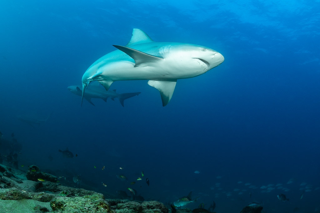 Bull shark seen from below swimming in open blue water, Cabo Pulmo, Baja California Sur, Mexico