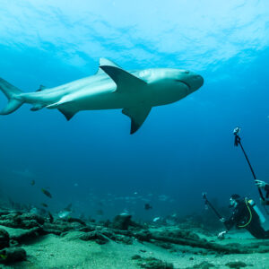 Bull shark passing over two divers filming from the seabed, Cabo Pulmo, Baja California Sur, Mexico
