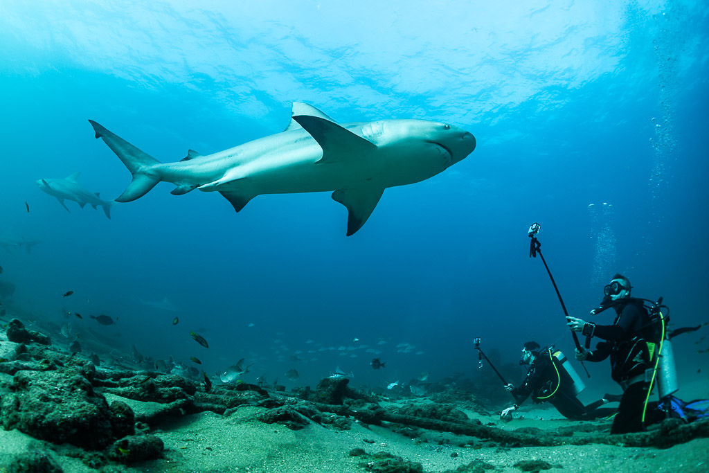 Bull shark passing over two divers filming from the seabed, Cabo Pulmo, Baja California Sur, Mexico