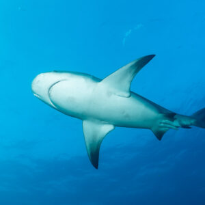 Bull shark banking in deep blue water, pale belly showing, Cabo Pulmo, Baja California Sur, Mexico