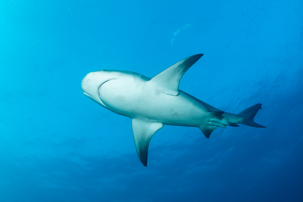 Bull shark banking in deep blue water, pale belly showing, Cabo Pulmo, Baja California Sur, Mexico
