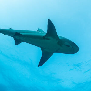 Bull shark viewed from below against a bright turquoise surface, Cabo Pulmo, Baja California Sur, Mexico