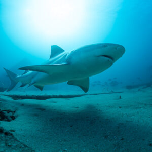 Bull shark approaching head-on above the seabed with sunburst behind, Cabo Pulmo, Baja California Sur, Mexico