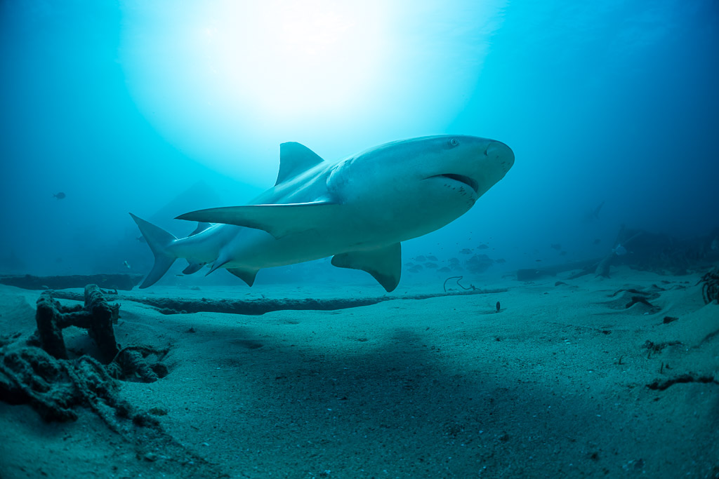Bull shark approaching head-on above the seabed with sunburst behind, Cabo Pulmo, Baja California Sur, Mexico
