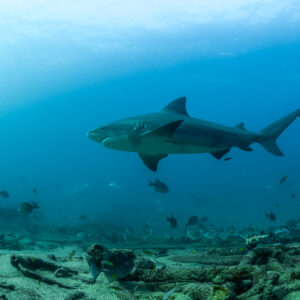 Bull shark in profile above a reef strewn with old debris and fish, Cabo Pulmo, Baja California Sur, Mexico