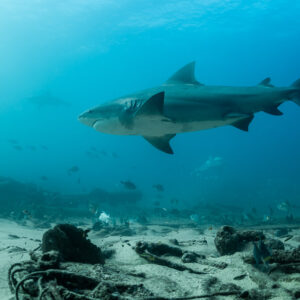 Large bull shark in profile cruising over sand and wreckage, Cabo Pulmo, Baja California Sur, Mexico