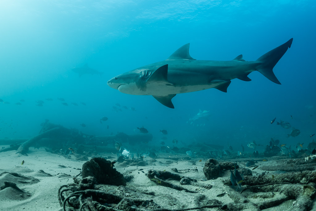 Large bull shark in profile cruising over sand and wreckage, Cabo Pulmo, Baja California Sur, Mexico