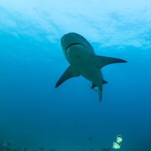 Vertical frame of a bull shark descending head-on toward the reef, Cabo Pulmo, Baja California Sur, Mexico