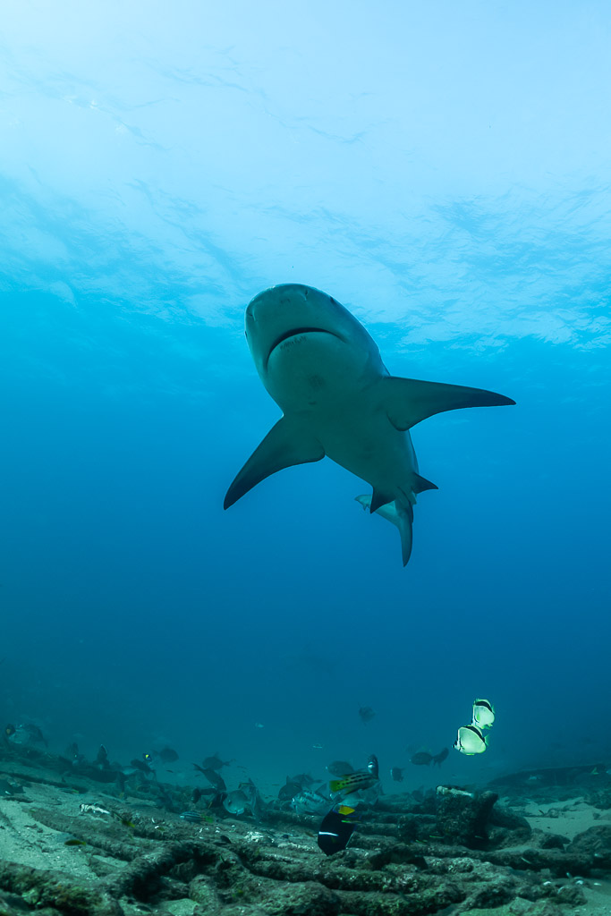 Vertical frame of a bull shark descending head-on toward the reef, Cabo Pulmo, Baja California Sur, Mexico