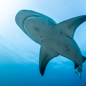 Close underside view of a bull shark with remora beneath it, Cabo Pulmo, Baja California Sur, Mexico