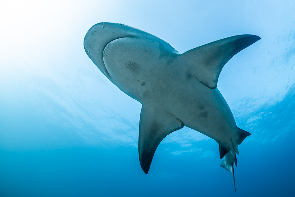 Close underside view of a bull shark with remora beneath it, Cabo Pulmo, Baja California Sur, Mexico