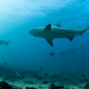 Bull shark in profile with a second shark and reef fish behind, Cabo Pulmo, Baja California Sur, Mexico
