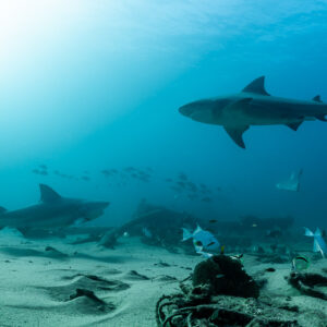Two bull sharks swimming over a sandy bottom among reef fish, Cabo Pulmo, Baja California Sur, Mexico