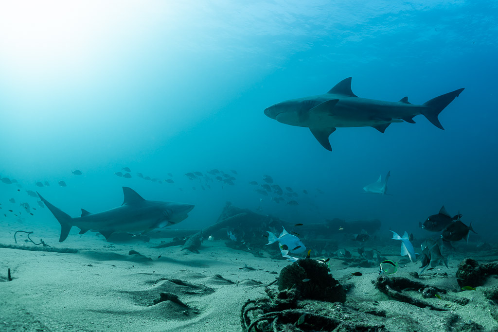 Two bull sharks swimming over a sandy bottom among reef fish, Cabo Pulmo, Baja California Sur, Mexico