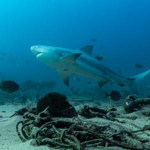 Bull shark passing a coral head and old ropes among dark fish, Cabo Pulmo, Baja California Sur, Mexico