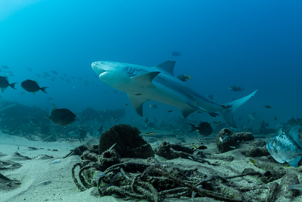 Bull shark passing a coral head and old ropes among dark fish, Cabo Pulmo, Baja California Sur, Mexico