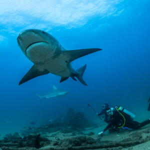 Bull shark heading toward the camera above two divers on the bottom, Cabo Pulmo, Baja California Sur, Mexico