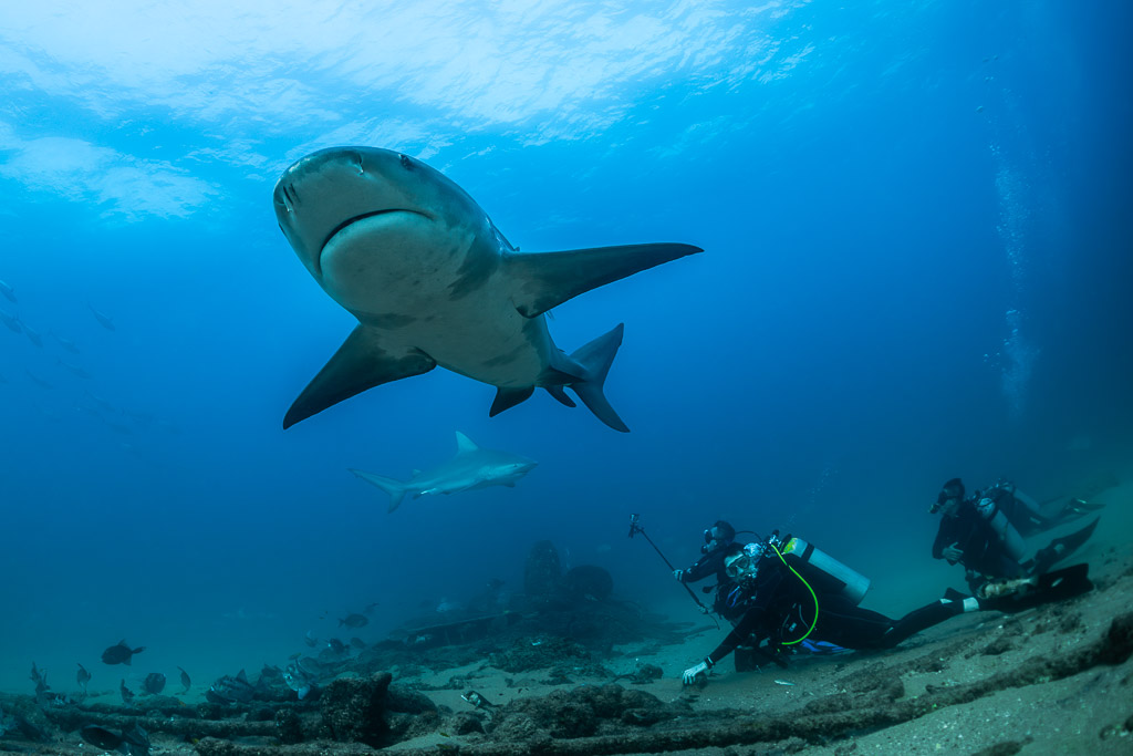Bull shark heading toward the camera above two divers on the bottom, Cabo Pulmo, Baja California Sur, Mexico