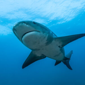 Requin bouledogue arrivant de face en pleine eau, gueule et fentes branchiales visibles, Cabo Pulmo, Basse-Californie du Sud, Mexique