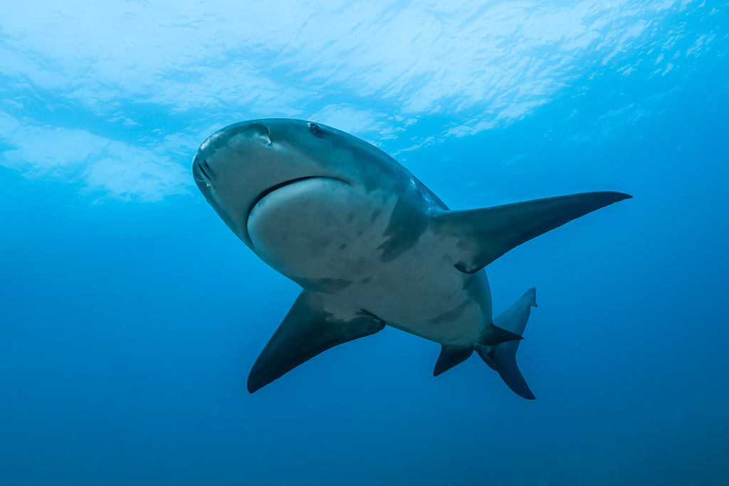 Bull shark approaching head-on in open water, mouth and gills visible, Cabo Pulmo, Baja California Sur, Mexico