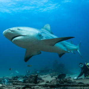 Close bull shark sweeping past a diver crouching on the reef, Cabo Pulmo, Baja California Sur, Mexico