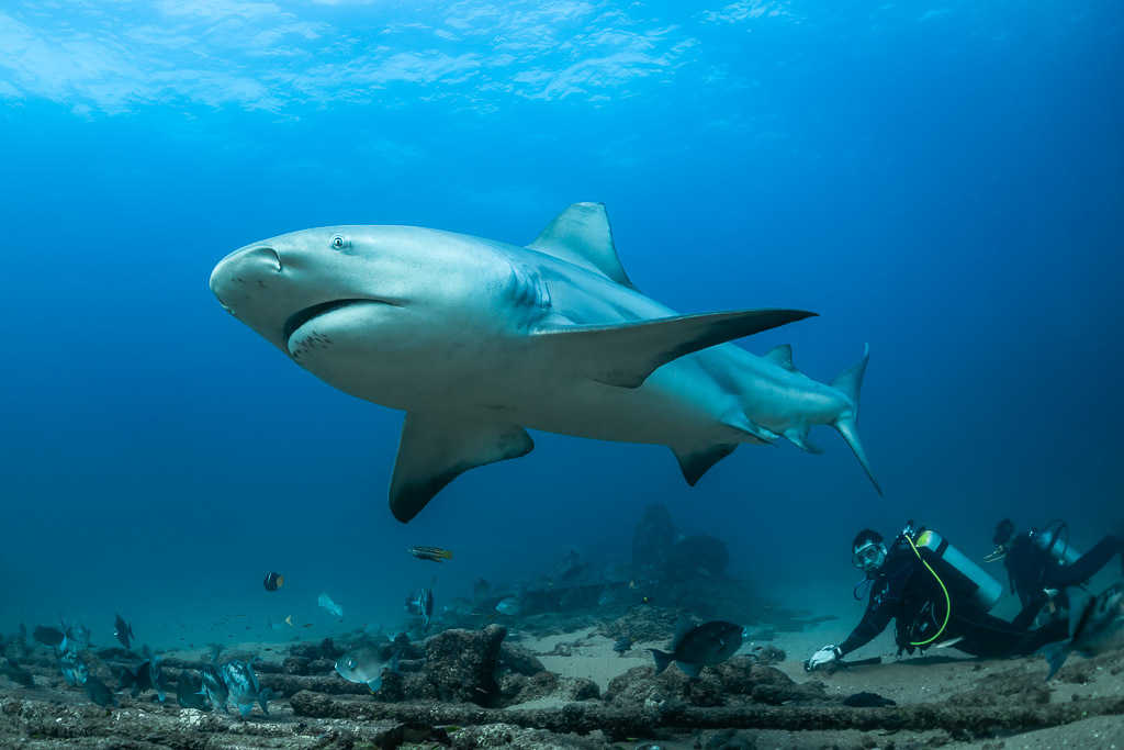 Close bull shark sweeping past a diver crouching on the reef, Cabo Pulmo, Baja California Sur, Mexico