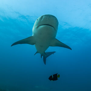Vertical frame of a bull shark coming straight at the lens, Cabo Pulmo, Baja California Sur, Mexico