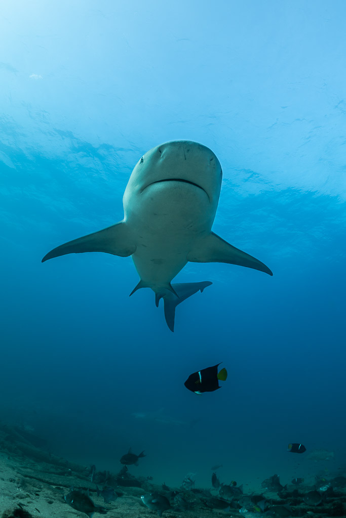 Vertical frame of a bull shark coming straight at the lens, Cabo Pulmo, Baja California Sur, Mexico
