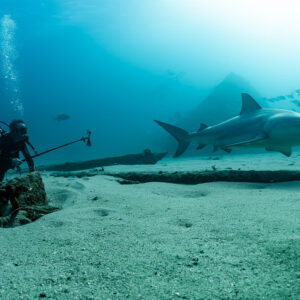 Diver with camera pole watching a bull shark cruise over the sand, Cabo Pulmo, Baja California Sur, Mexico