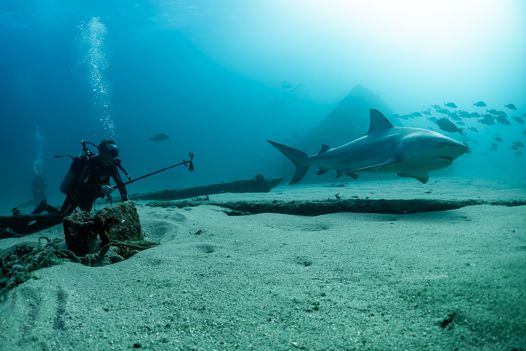Diver with camera pole watching a bull shark cruise over the sand, Cabo Pulmo, Baja California Sur, Mexico