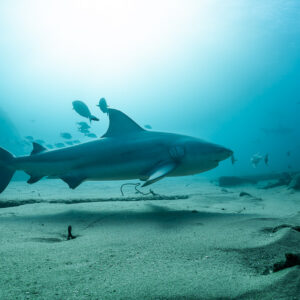 Bull shark gliding low over a sandy seabed in bright backlight, Cabo Pulmo, Baja California Sur, Mexico