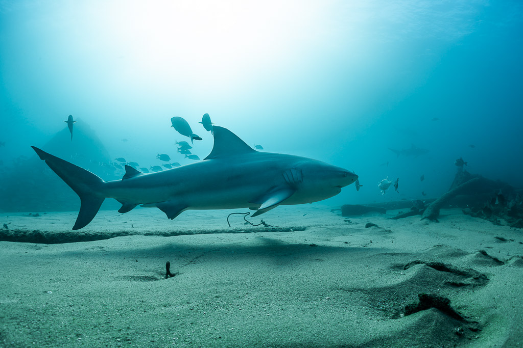 Bull shark gliding low over a sandy seabed in bright backlight, Cabo Pulmo, Baja California Sur, Mexico