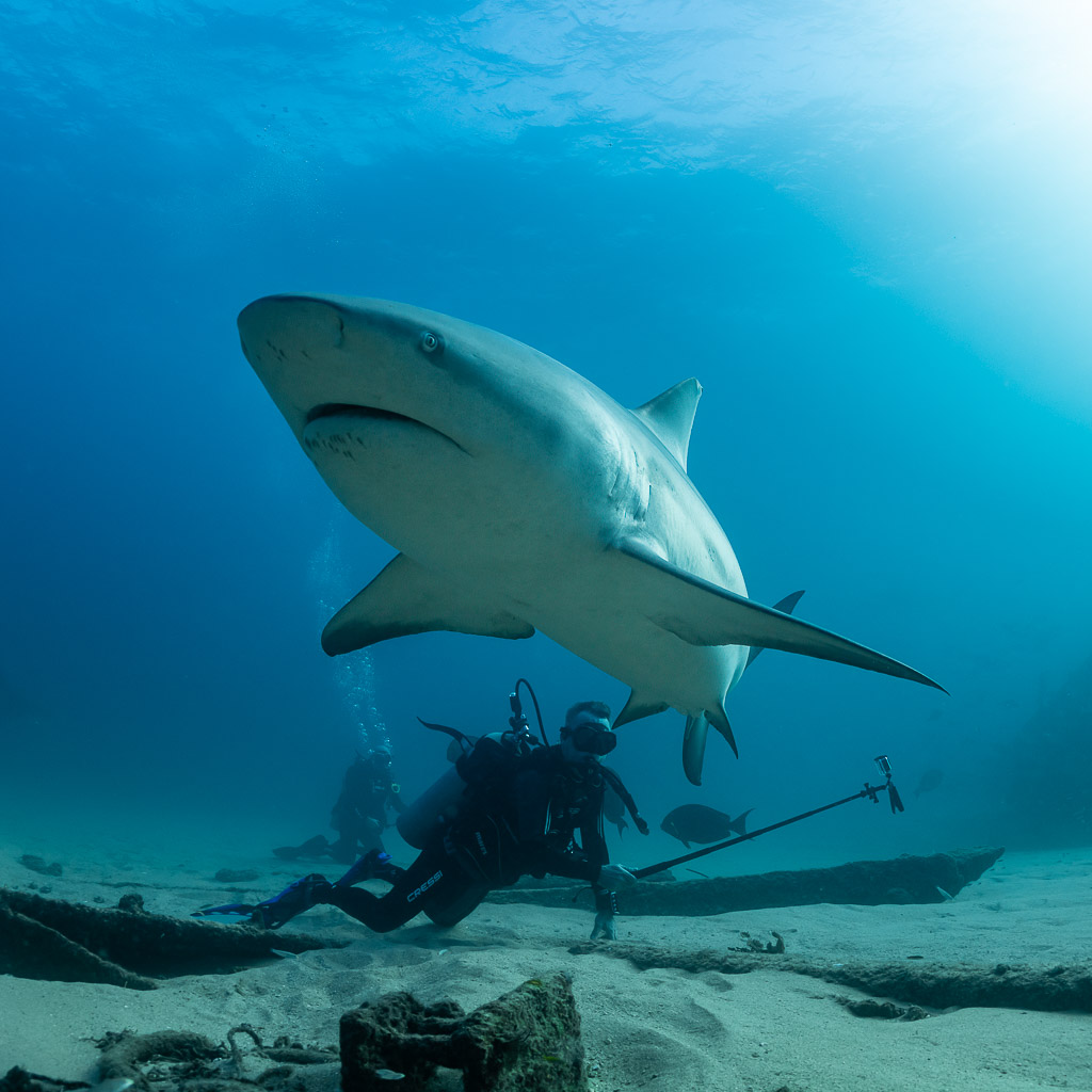 Bull shark turning above a diver with a pole, square frame, Cabo Pulmo, Baja California Sur, Mexico