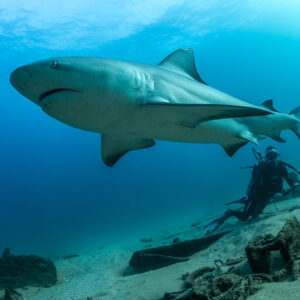 Bull shark passing close over a diver lying on the sandy slope, Cabo Pulmo, Baja California Sur, Mexico