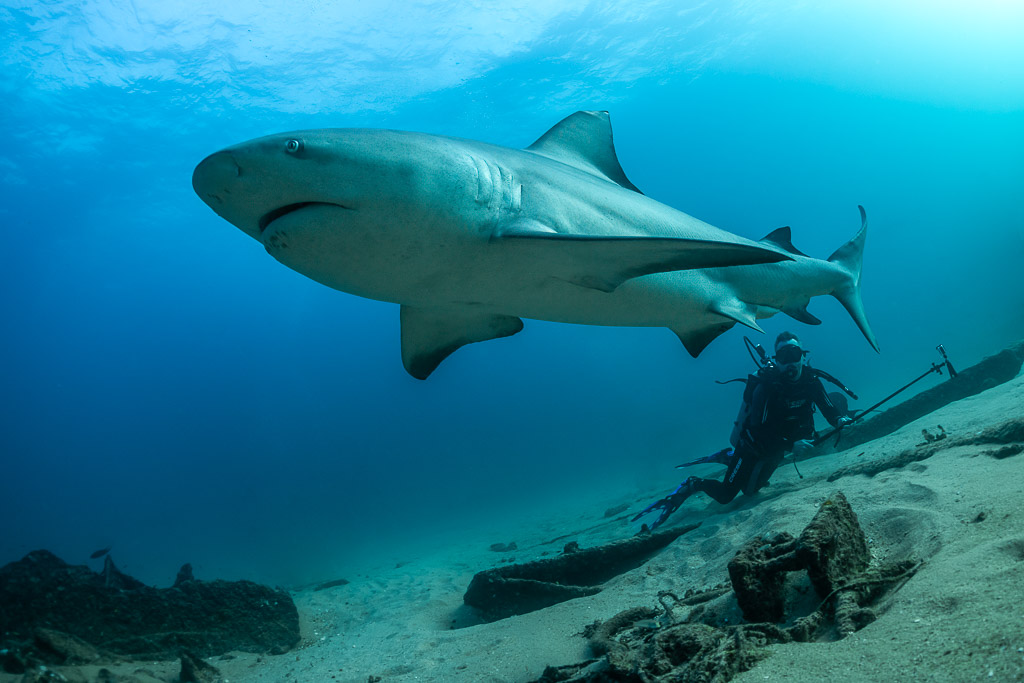 Bull shark passing close over a diver lying on the sandy slope, Cabo Pulmo, Baja California Sur, Mexico