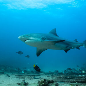 Bull shark in profile cruising above the reef with a king angelfish, Cabo Pulmo, Baja California Sur, Mexico