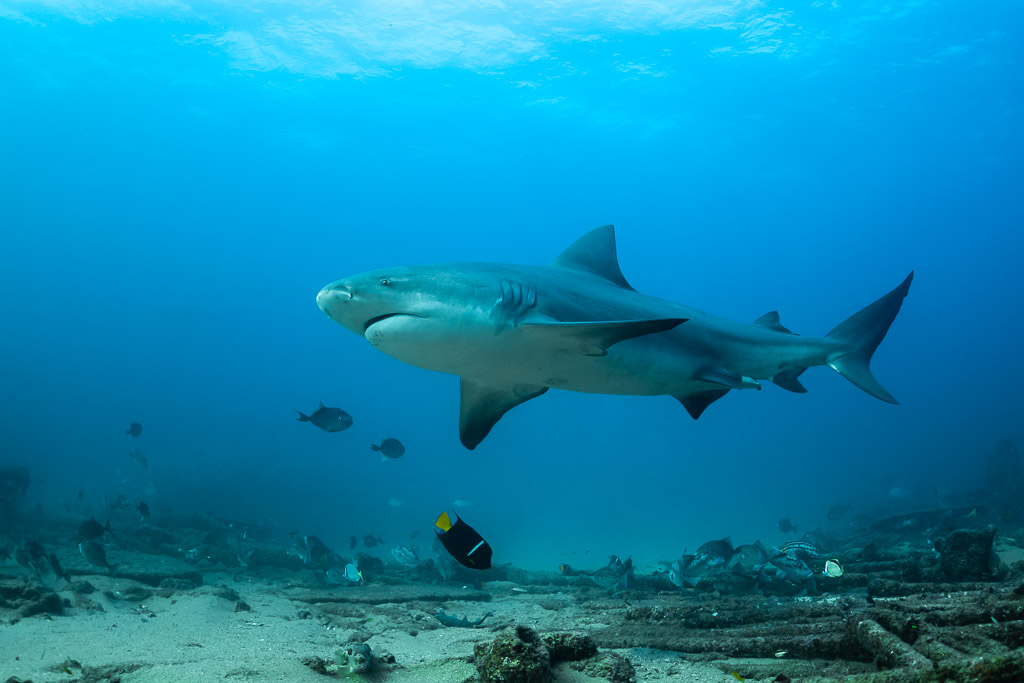 Bull shark in profile cruising above the reef with a king angelfish, Cabo Pulmo, Baja California Sur, Mexico