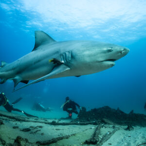Bull shark swimming above three divers spread across the seabed, Cabo Pulmo, Baja California Sur, Mexico
