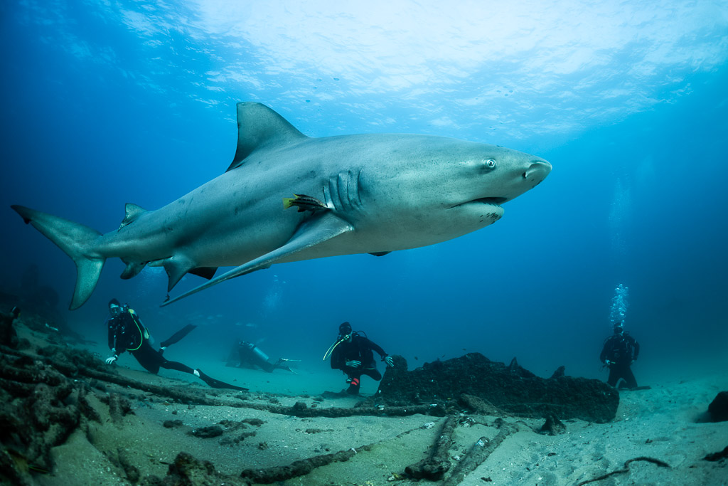 Bull shark swimming above three divers spread across the seabed, Cabo Pulmo, Baja California Sur, Mexico