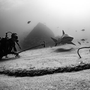 Black-and-white image of a diver with camera pole facing a bull shark, Cabo Pulmo, Baja California Sur, Mexico