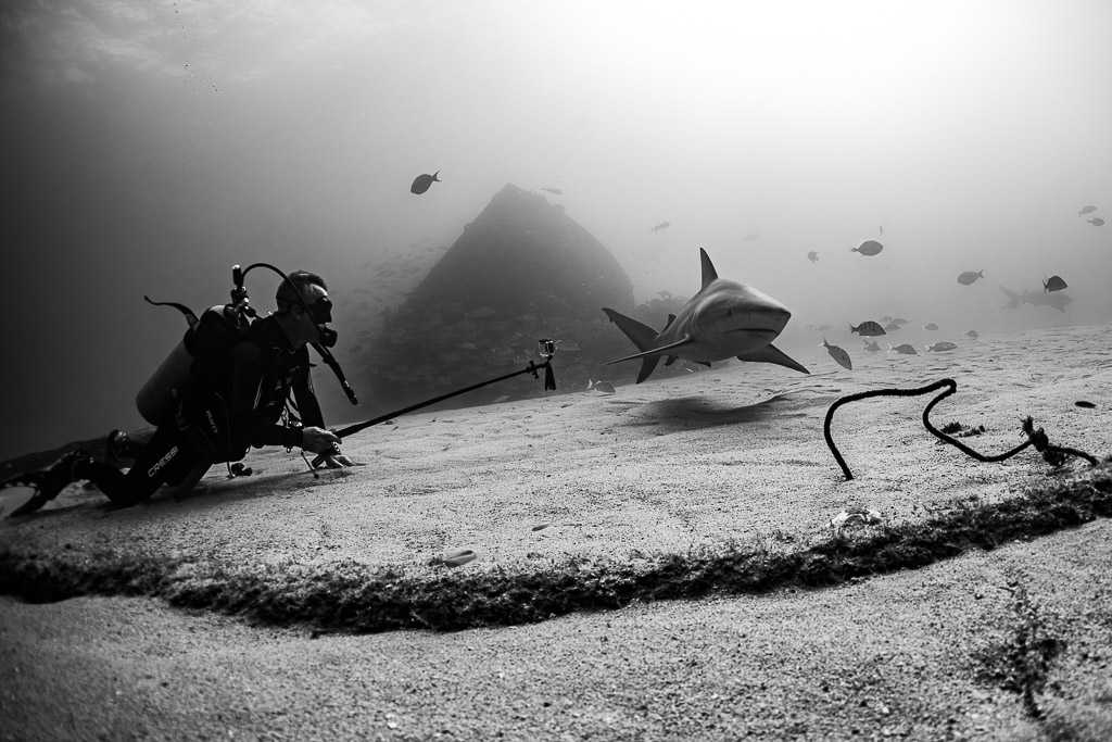 Black-and-white image of a diver with camera pole facing a bull shark, Cabo Pulmo, Baja California Sur, Mexico