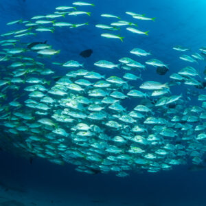 Dense school of grunts forming a curved wall in deep blue water, Baja California Sur, Mexico
