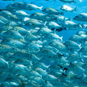Frame-filling school of spotted silver grunts with a few surgeonfish, Baja California Sur, Mexico