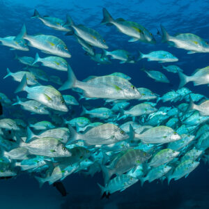 Close school of silver grunts with yellow pectoral fins in blue water, Baja California Sur, Mexico