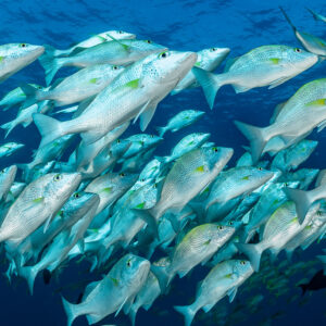 Grunts streaming diagonally across the frame in tight formation, Baja California Sur, Mexico