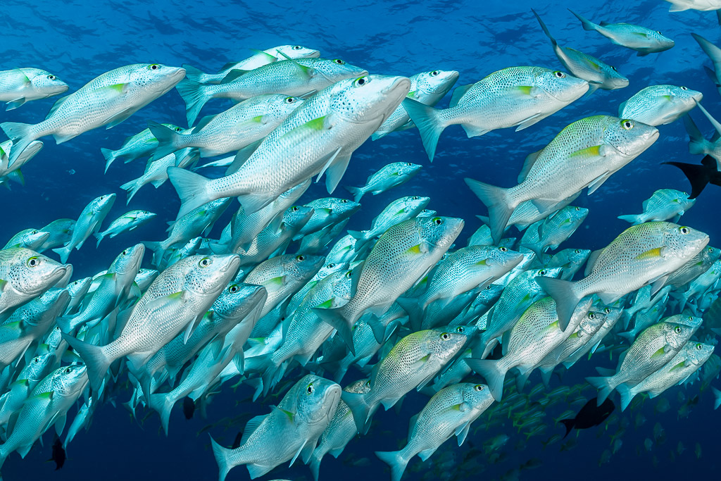 Grunts streaming diagonally across the frame in tight formation, Baja California Sur, Mexico