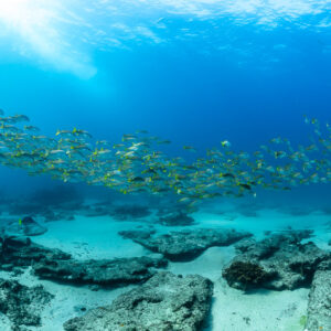 Wide view of a grunt school drifting above rocky reef and sand, Baja California Sur, Mexico